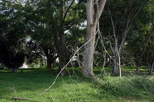 proper pruning is one key pedestrian safety tip