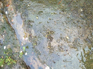 one pedestrian safety tip is to remove any algae or moss growth on walking surfaces to reduce its slippery effects