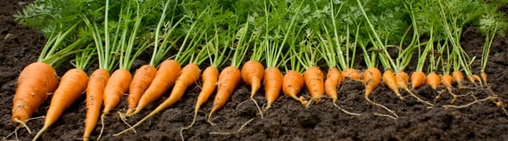 edible landscaping is a landscaping trend for Macon GA in 2016