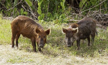 disturbing feral hogs is the best way to control wild hog damage