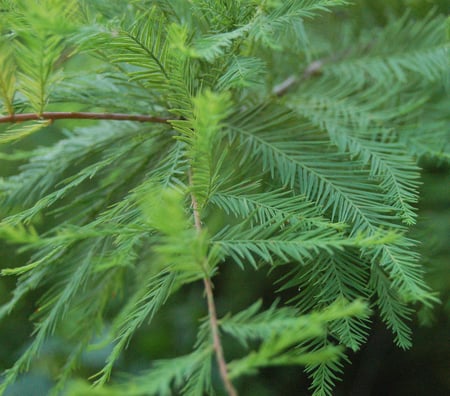 Bald Cypress