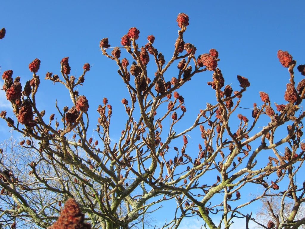 staghorn sumac