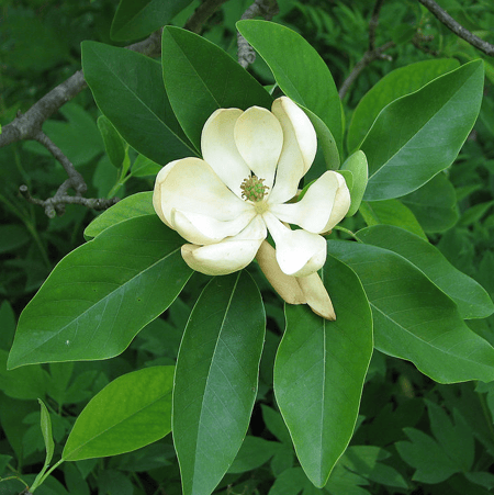 Sweetbay Magnolia