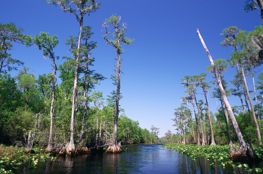 Wetland construction and mitigation helps maintain Georgia’s natural beauty