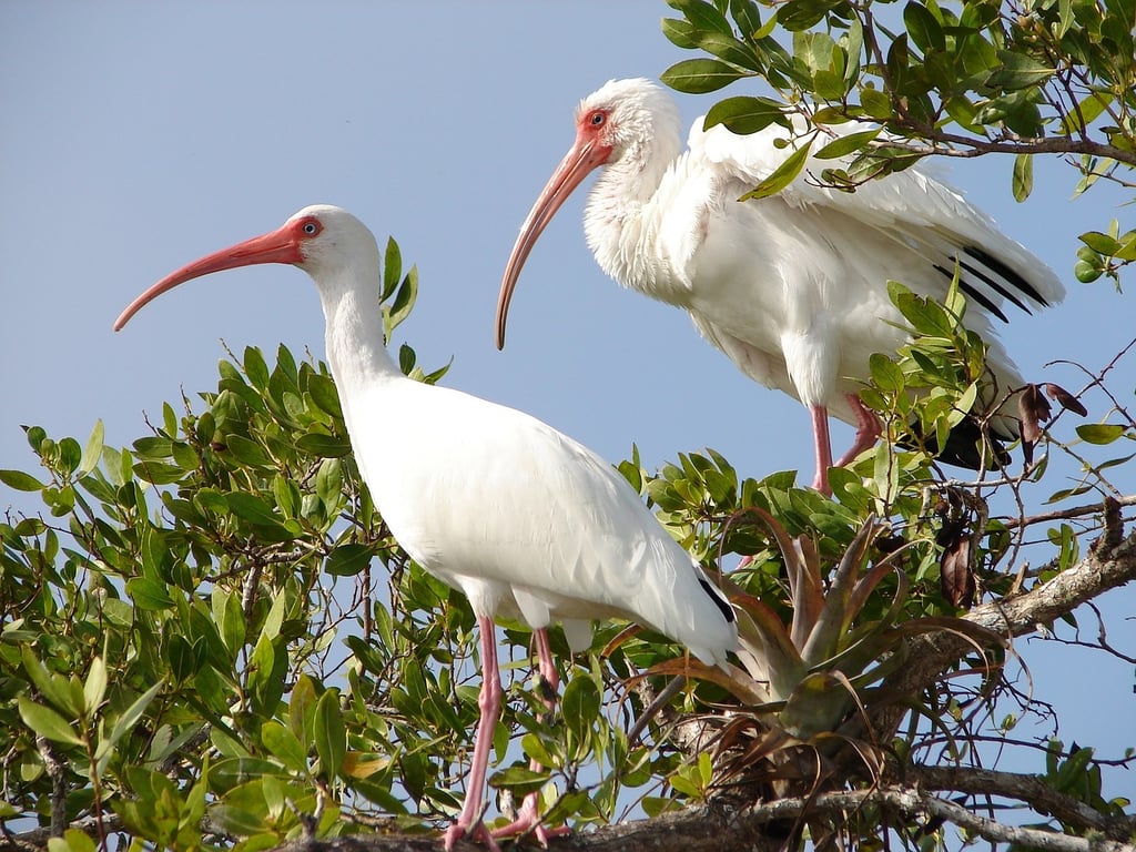 Wetland mitigation helps many species of birds in Georgia