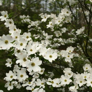 White-dogwood-054823-edited.jpg