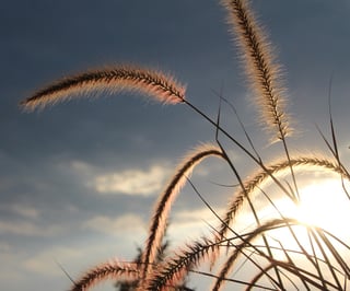 bamboo grasses.jpg