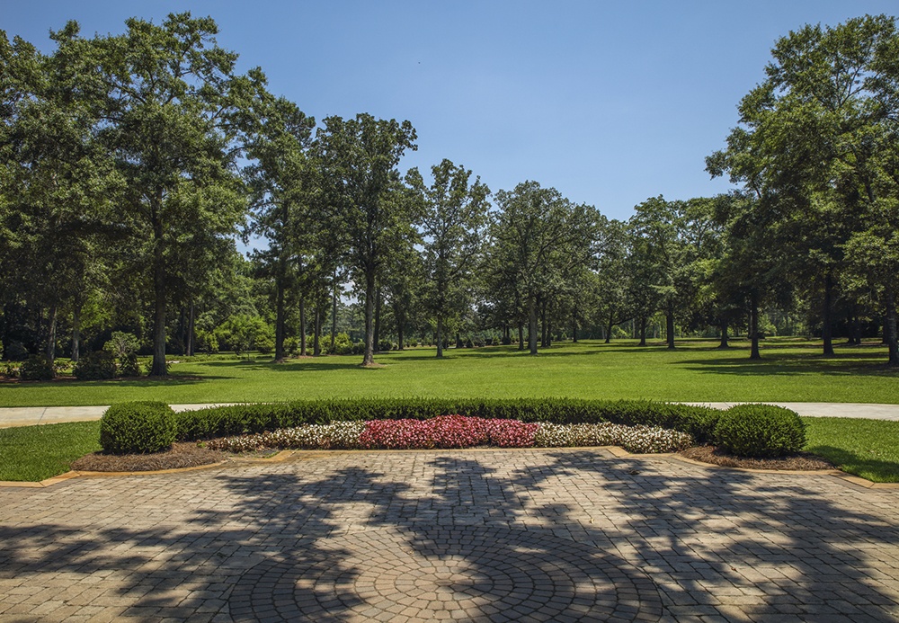 big trees in a lawn.jpg