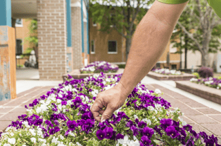 clean and colorful flower beds.png