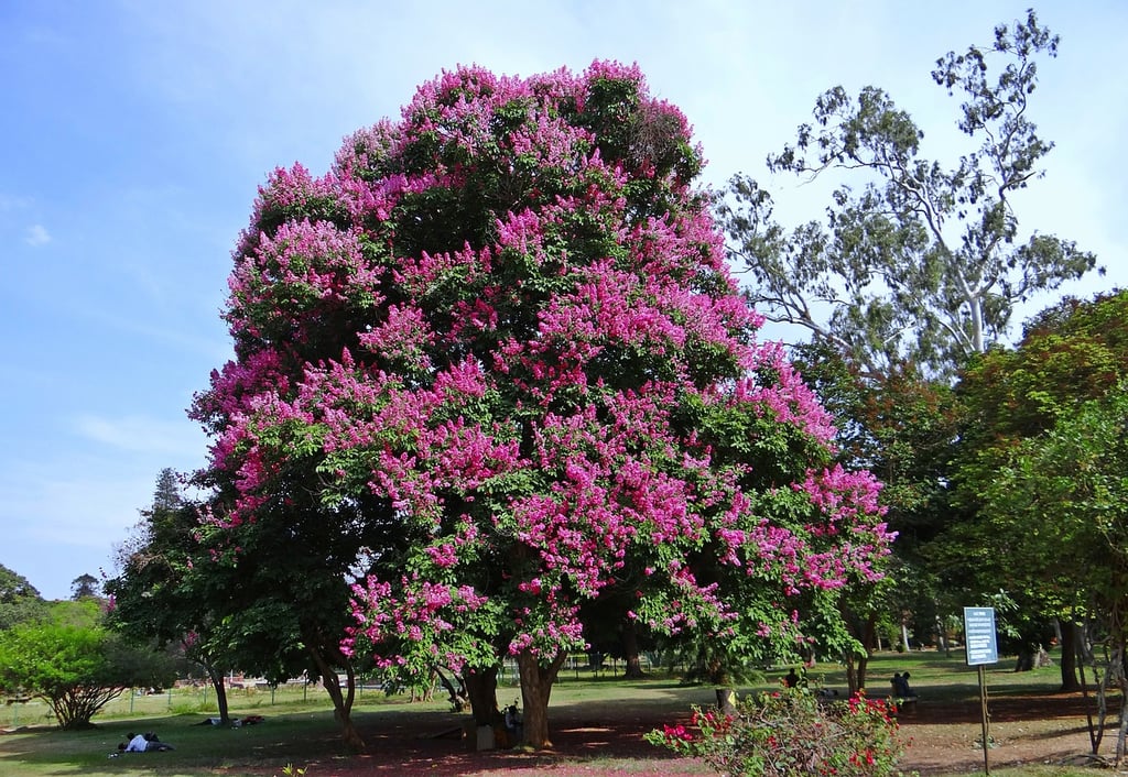 How to Prune a Crepe Myrtle to PREVENT Crepe Murder