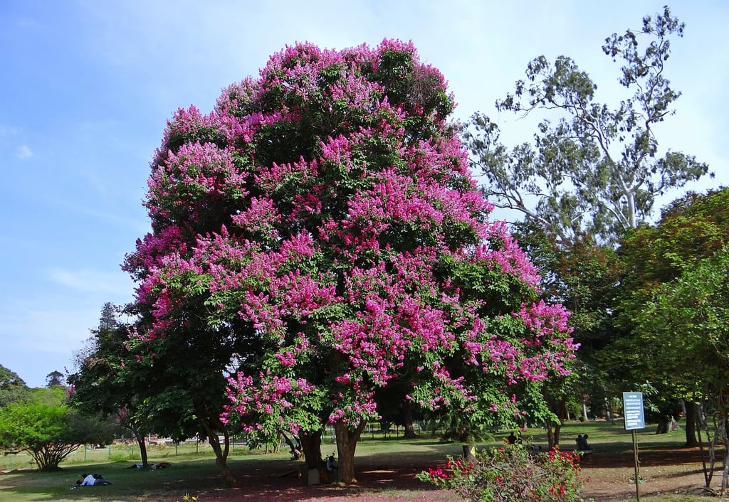 30+ Pruning Crepe Myrtle In Summer Plants