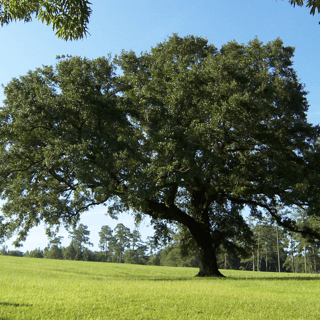 live oak