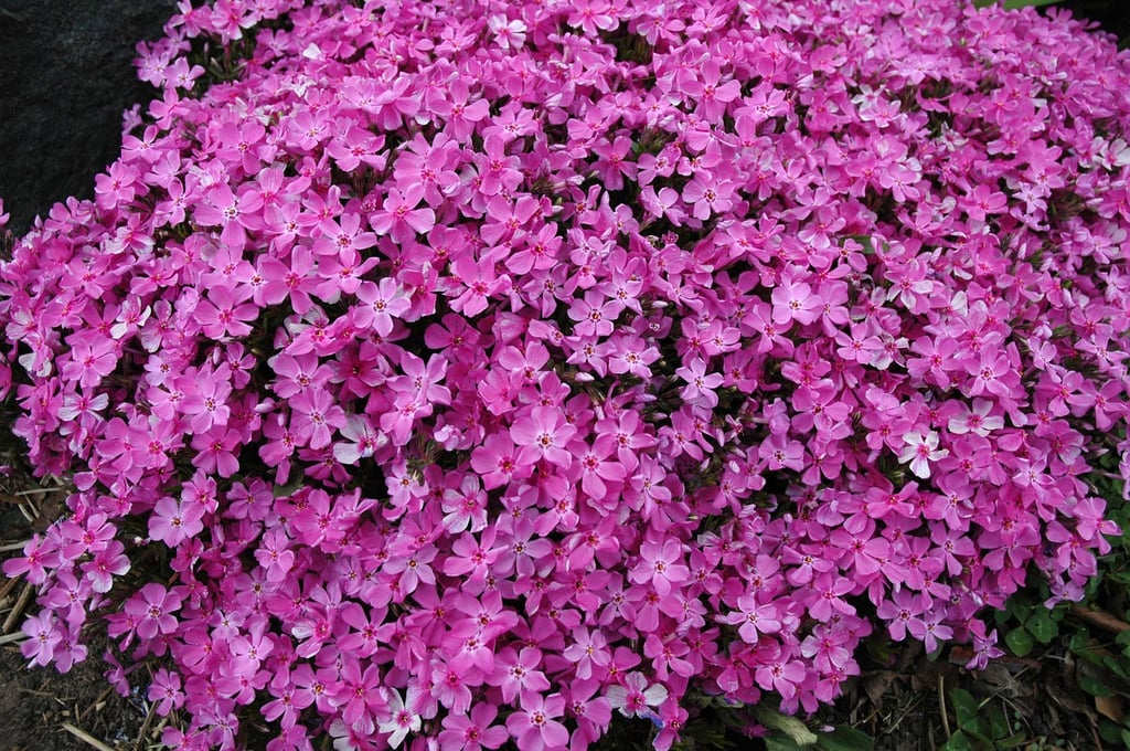 phlox growing in middle Georgia 