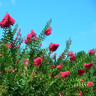 pink-crepe-myrtle-184109-edited.jpg