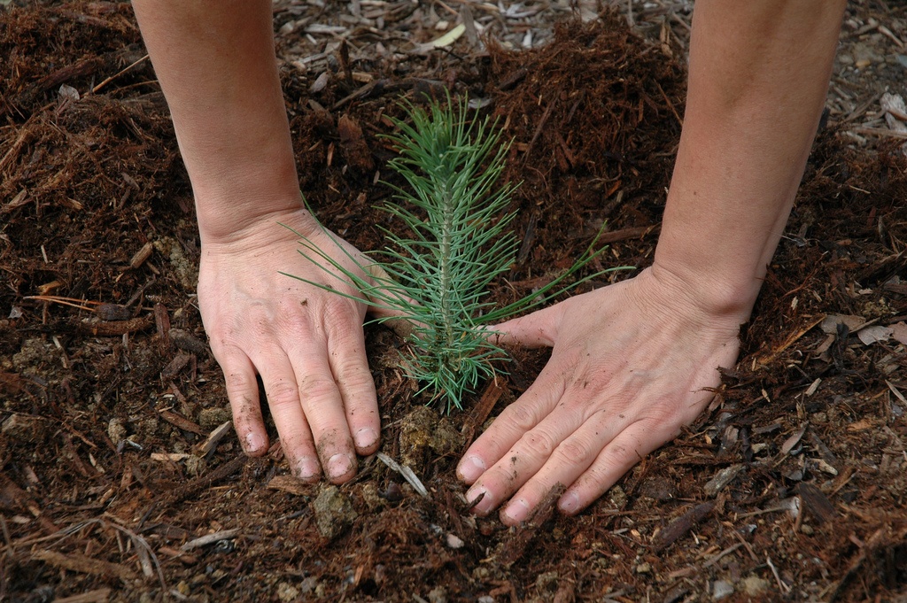 planting trees in lawn