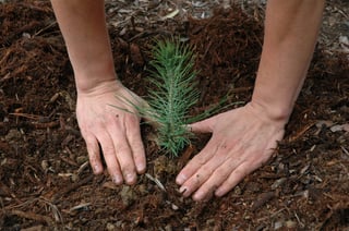 planting trees in lawn.jpg