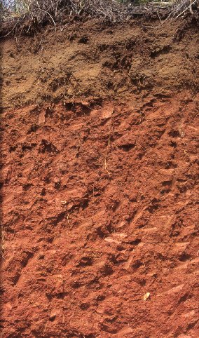 red clay soil.jpg