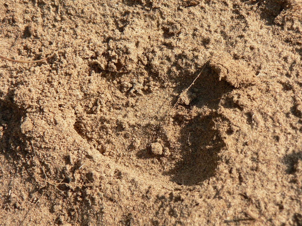 sandy soil in Georgia.jpg