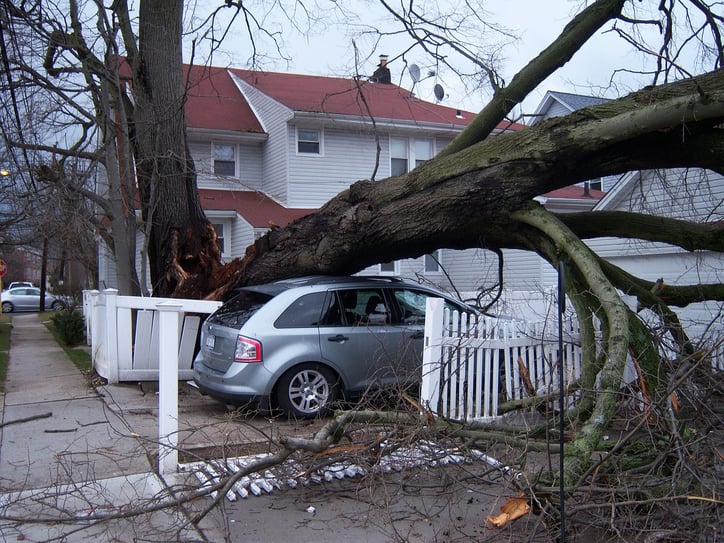 tree trimming cost