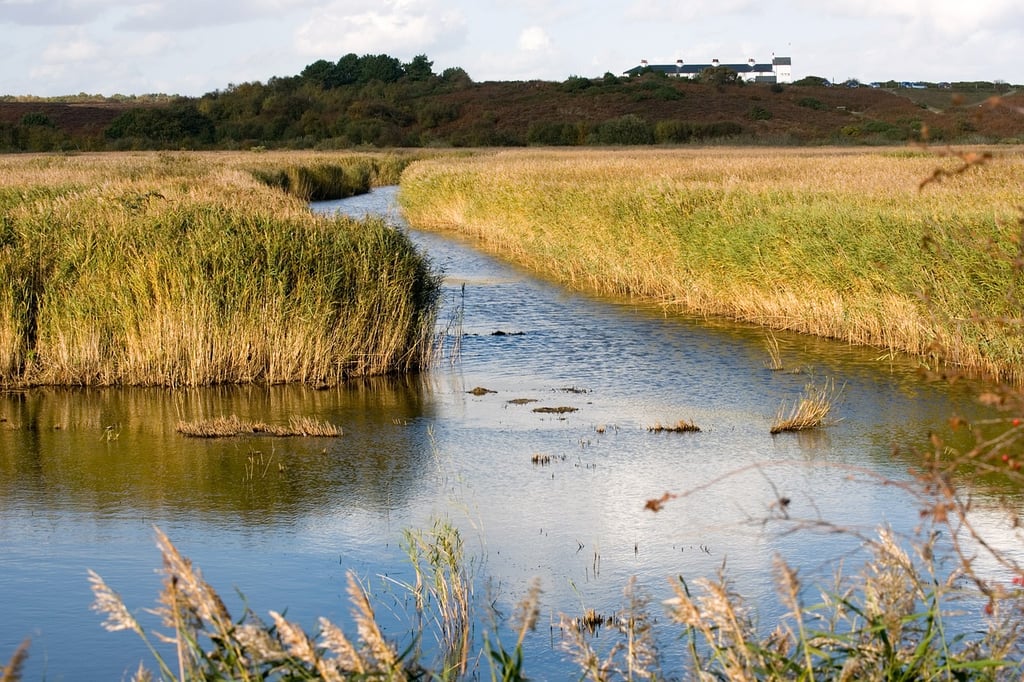 wetland mitigation