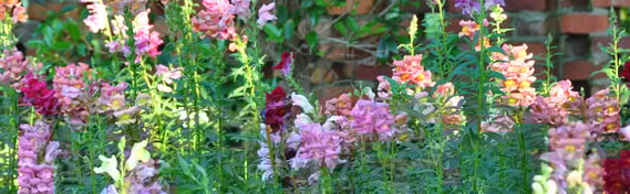 plants have a life span and may need to be replanted to renovate your landscape's curb appeal