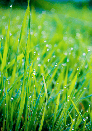 Lawn aeration stimulates roots to grow more deeply, which supports healthier, more vigorous turf growth.