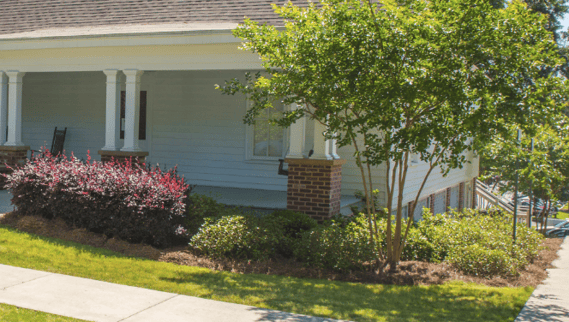 Lightly pruning your trees and shrubs properly in early summer can keep them healthy and growing all season.