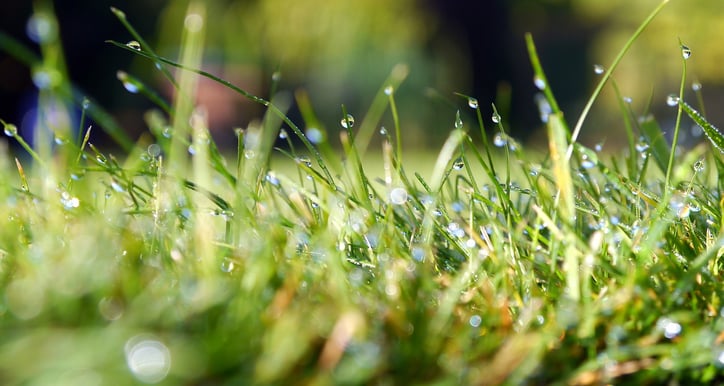 grass-498628_1280.jpg