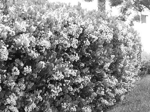 Shrubs and turf will fade if they don't have the proper fertilization.