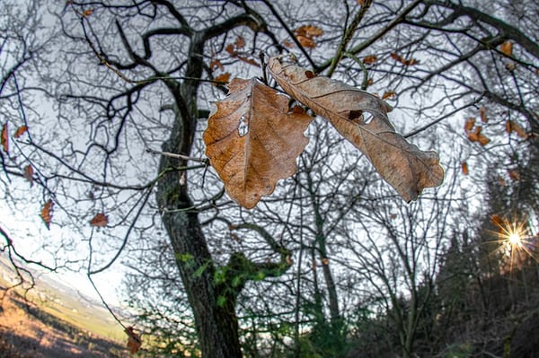 Is that oak tree dead or alive? You may not know until spring! 