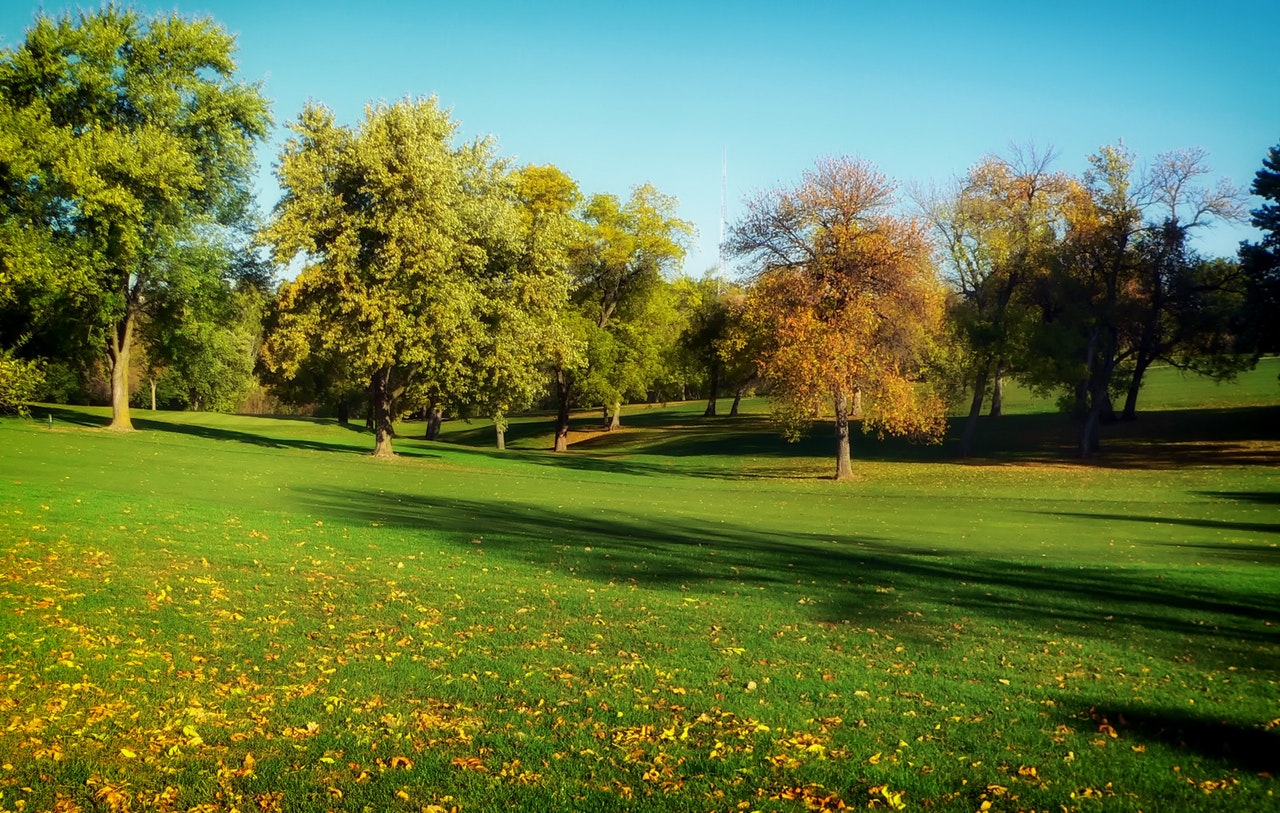 trees-grass-lawn-park