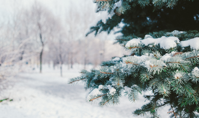 winter landscape 1-1