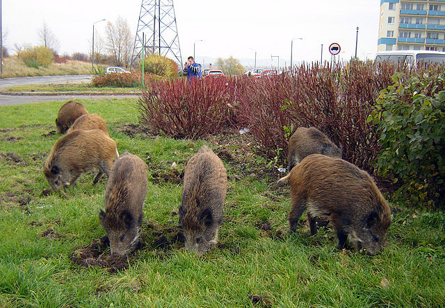 Wild Pigs Are Destroying the Country: How Do You Stop Them?