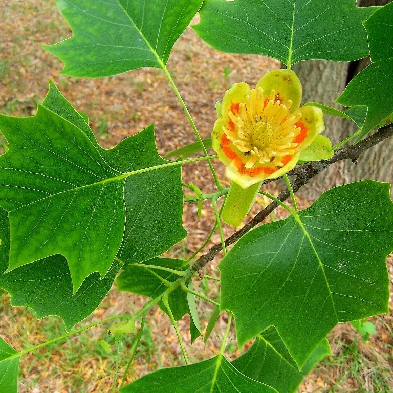 Liriodendron_tulipifera-467259-edited.jpg