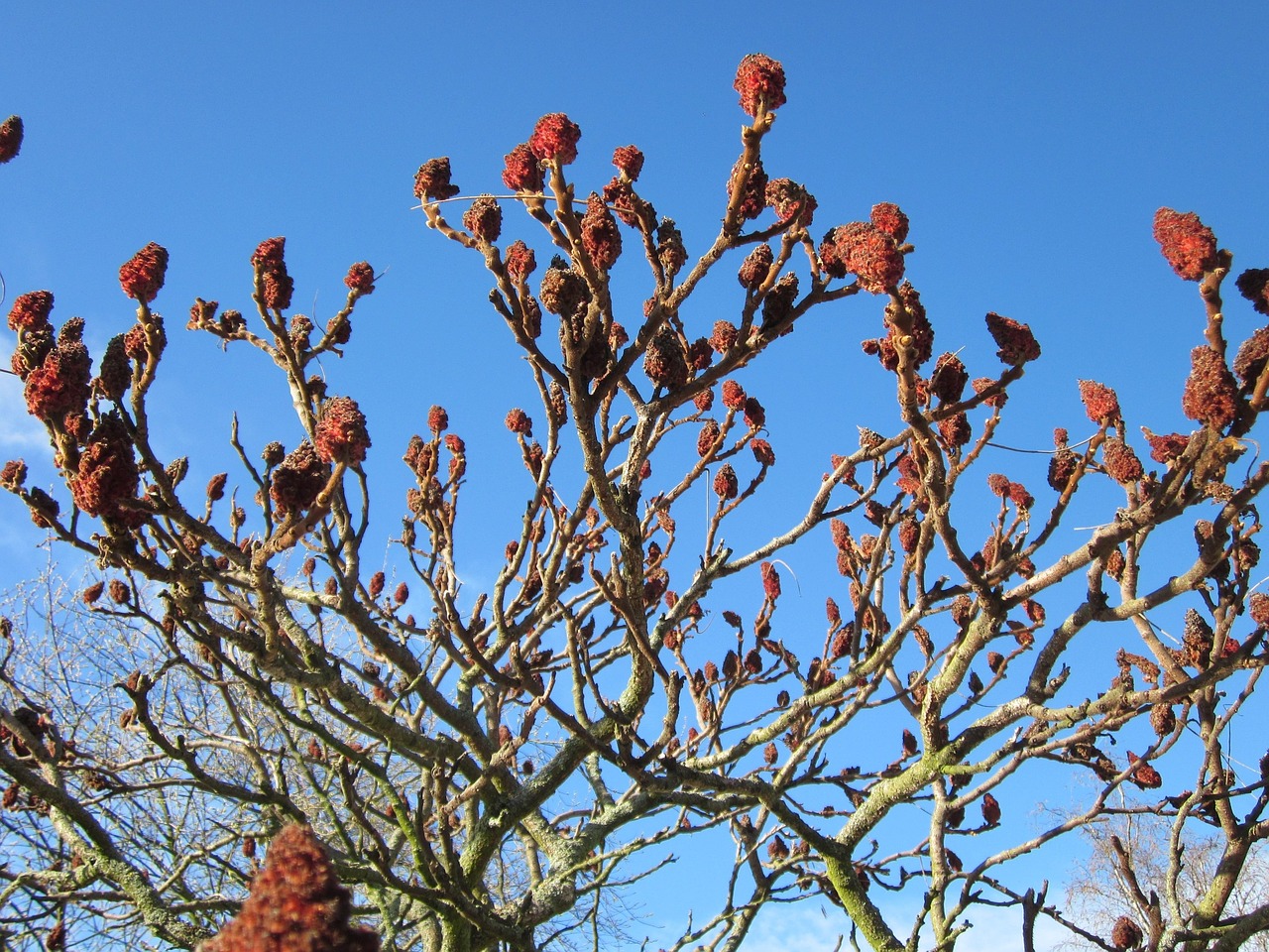 Staghorn sumac.jpg