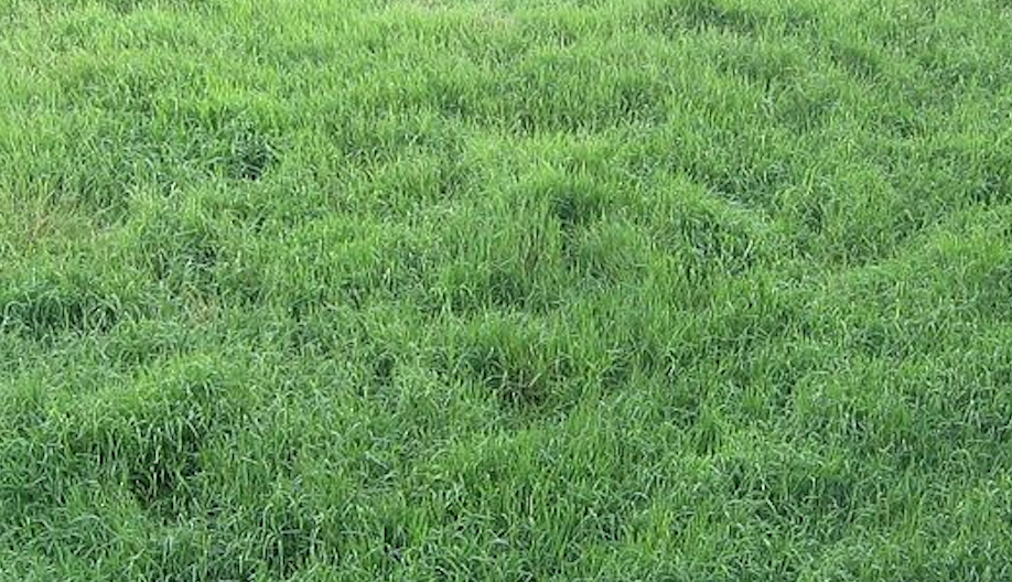 bahia grass.png