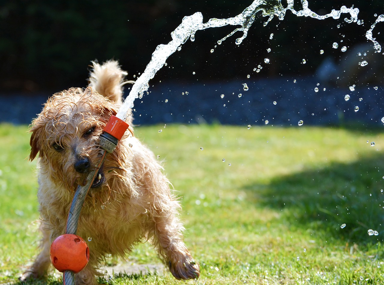 dog landscaping