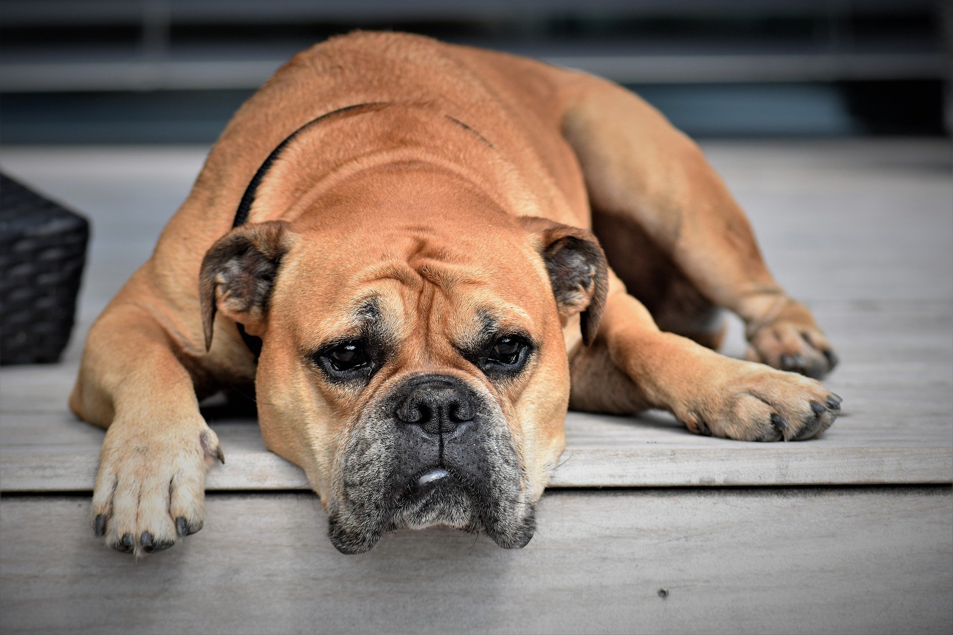 Dog days in a southern landscape 